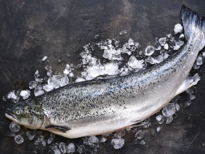 Atlantic Salmon Whole – Fishermen's Co-op